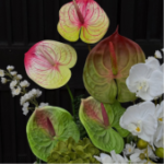 Bình hoa Lan Hồ Điệp  trắng xanh – LC